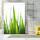 Blades of Green No. 1 by Sonja Quintero on GIANT ART - multi floral/still life, photography