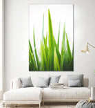 Blades of Green No. 1 by Sonja Quintero on GIANT ART - multi floral/still life, photography