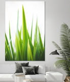 Blades of Green No. 1 by Sonja Quintero on GIANT ART - multi floral/still life, photography