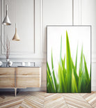 Blades of Green No. 1 by Sonja Quintero on GIANT ART - multi floral/still life, photography