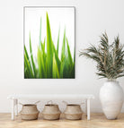 Blades of Green No. 1 by Sonja Quintero on GIANT ART - multi floral/still life, photography