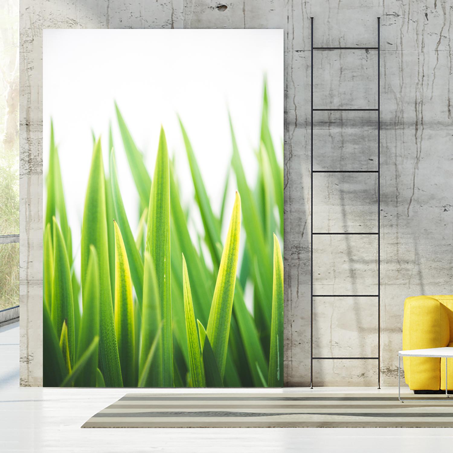 Blades of Green No. 2 by Sonja Quintero on GIANT ART - green floral/still life, photography