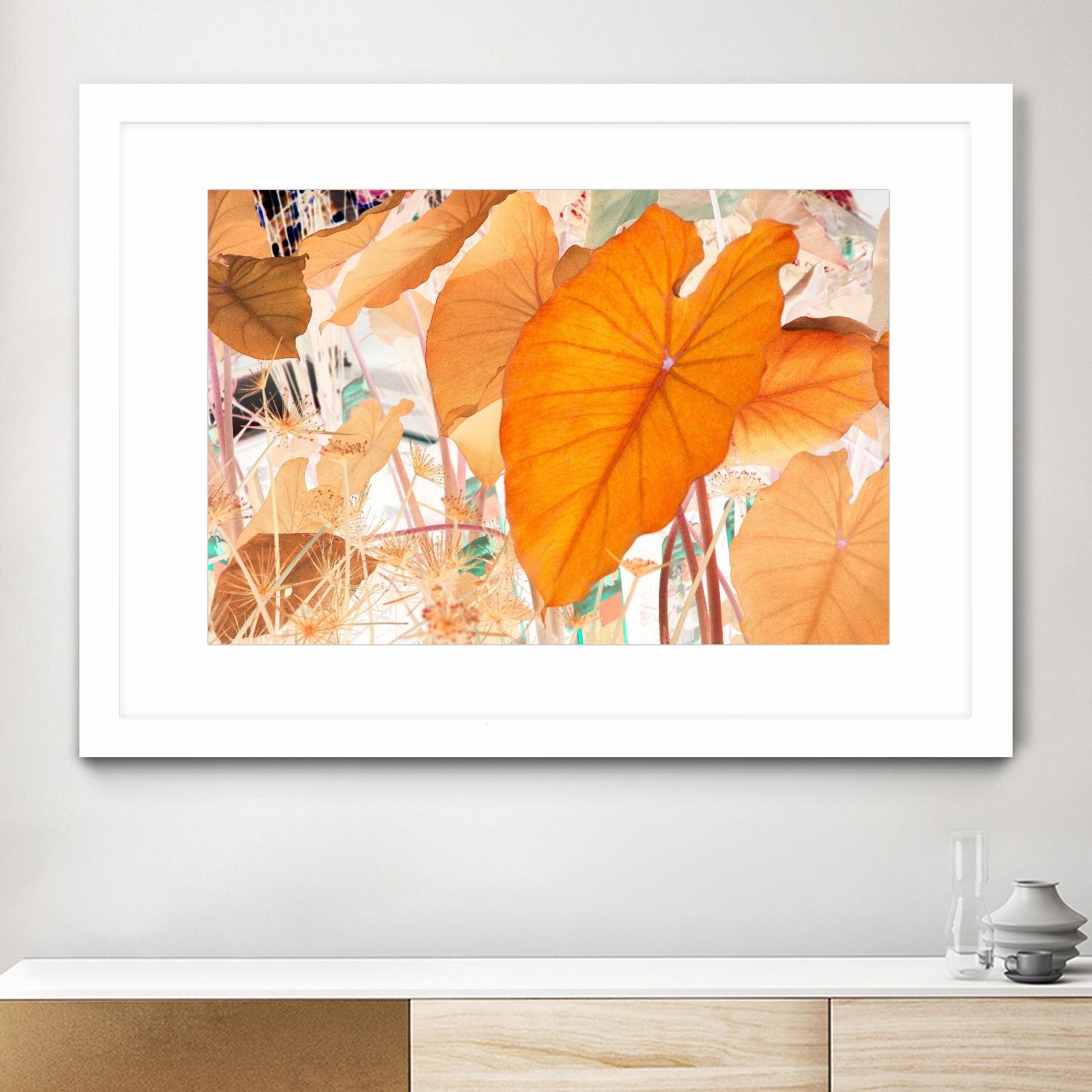 Elephant Ears by Judy Stalus on GIANT ART - multicolor photography; floral/still life; contemporary