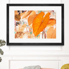 Elephant Ears by Judy Stalus on GIANT ART - multicolor photography; floral/still life; contemporary