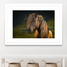 Born To Be Wild by Anne Schneidersmann on GIANT ART - multicolor photography; animals