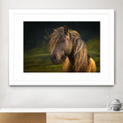 Born To Be Wild by Anne Schneidersmann on GIANT ART - multicolor photography; animals