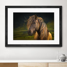 Born To Be Wild by Anne Schneidersmann on GIANT ART - multicolor photography; animals