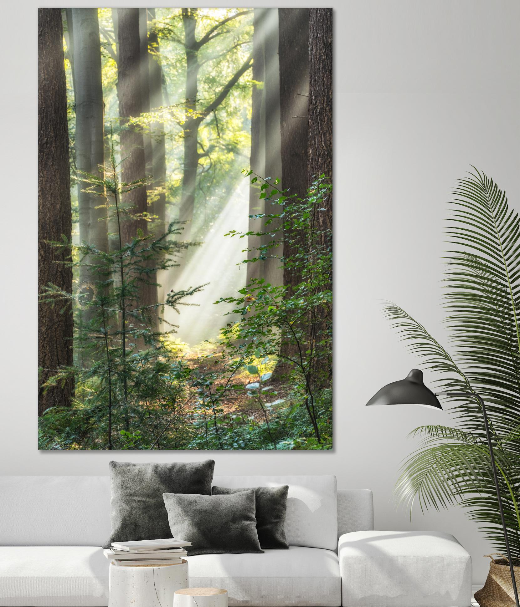 Sunbeam and Spiderweb by Lars Van de Goor on GIANT ART - multicolor photography; landscapes