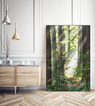 Sunbeam and Spiderweb by Lars Van de Goor on GIANT ART - multicolor photography; landscapes