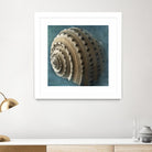 Three Shades of Blue Conch by Dennis Frates on GIANT ART - beige nautical