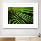 Tropical Bliss II by Norm Stelfox on GIANT ART - green photo art