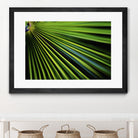 Tropical Bliss II by Norm Stelfox on GIANT ART - green photo art