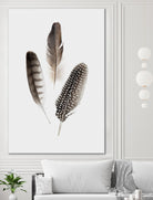 Feathers I by PI Studio on GIANT ART - brown animals