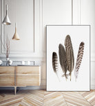 Feathers II by PI Studio on GIANT ART - brown animals