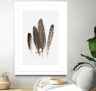 Feathers II by PI Studio on GIANT ART - brown animals