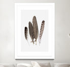 Feathers II by PI Studio on GIANT ART - brown animals