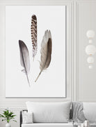 Feathers III by PI Studio on GIANT ART - brown animals