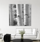 Birches in Grey I by Rick Cotter on GIANT ART - black trees