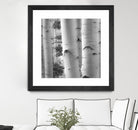 Birches in Grey I by Rick Cotter on GIANT ART - black trees