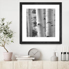 Birches in Grey I by Rick Cotter on GIANT ART - black trees
