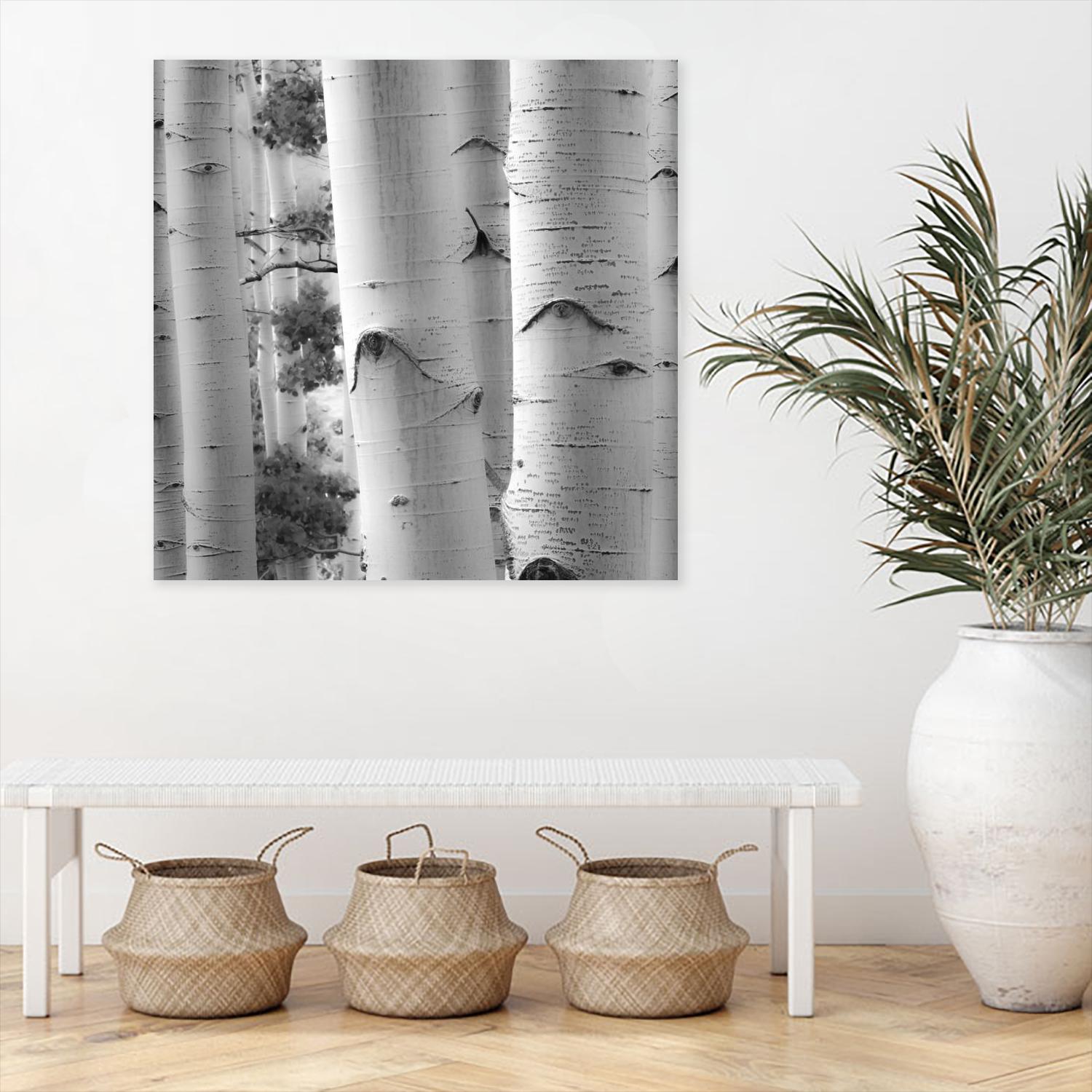 Birches in Grey I by Rick Cotter on GIANT ART - black trees