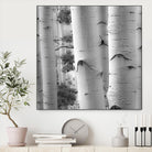 Birches in Grey I by Rick Cotter on GIANT ART - black trees