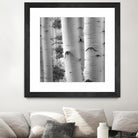 Birches in Grey I by Rick Cotter on GIANT ART - black trees