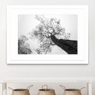 Wrobel - Between Heaven and Earth by 1X on GIANT ART - black trees