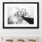 Wrobel - Between Heaven and Earth by 1X on GIANT ART - black trees