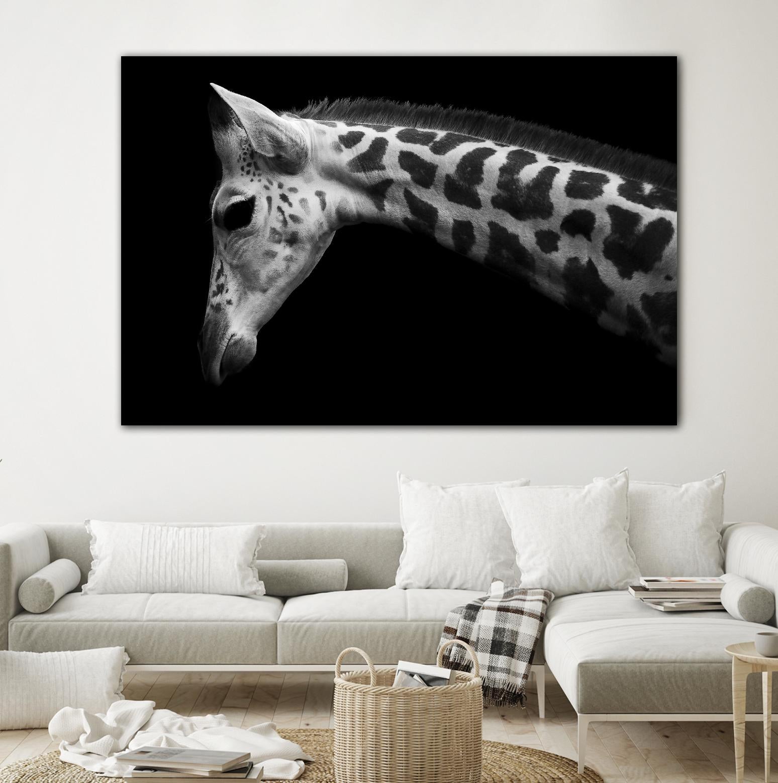 Williams - Calf by 1X on GIANT ART - white animals