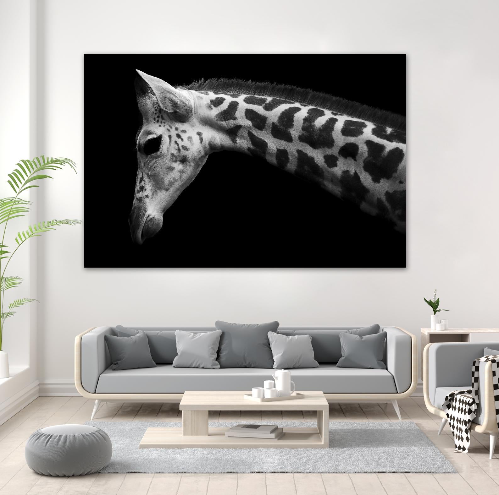 Williams - Calf by 1X on GIANT ART - white animals