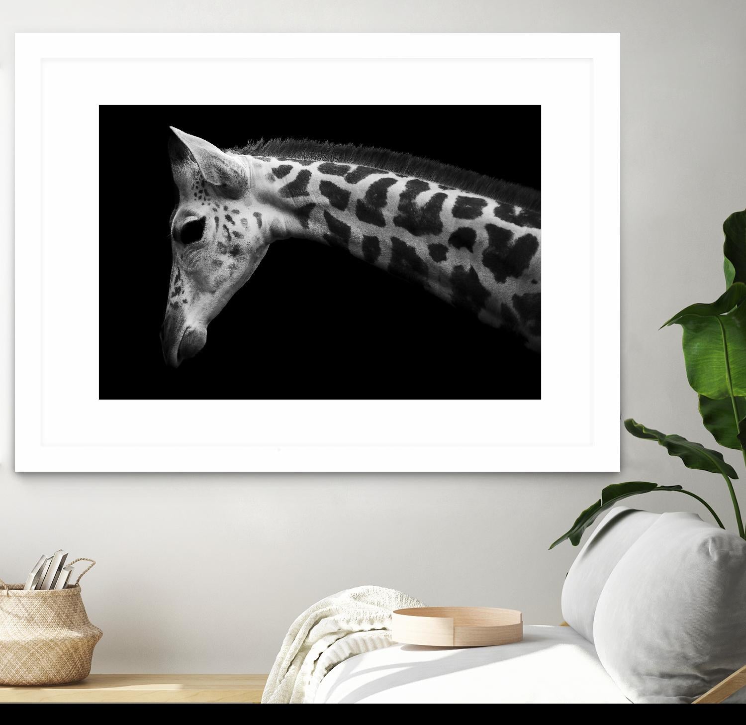 Williams - Calf by 1X on GIANT ART - white animals