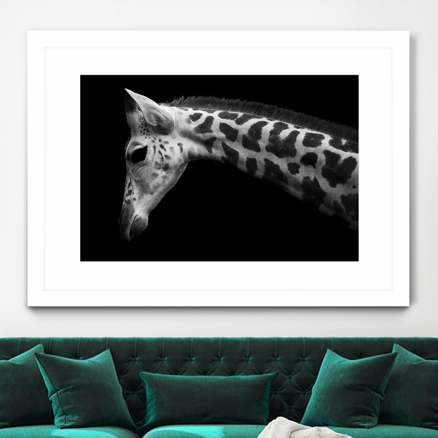 Williams - Calf by 1X on GIANT ART - white animals