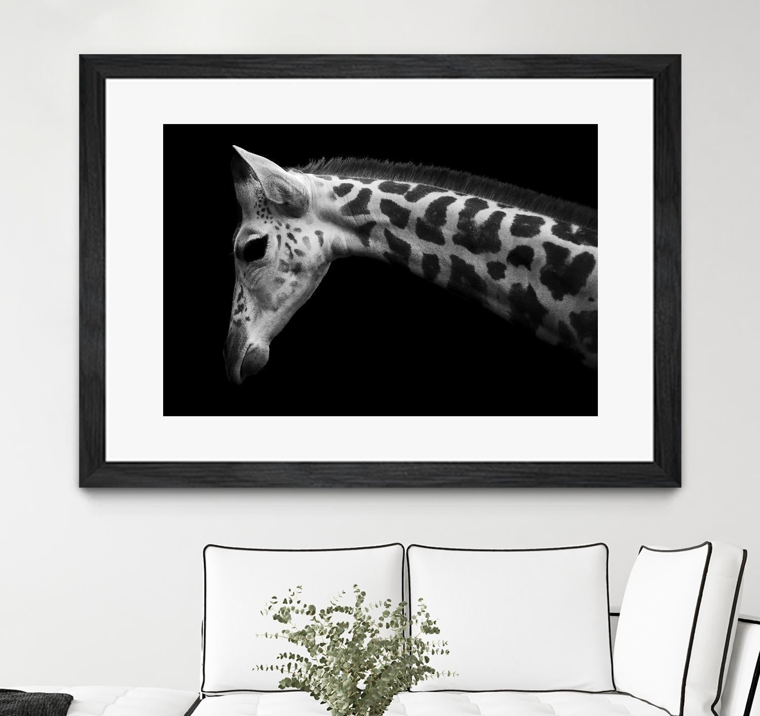 Williams - Calf by 1X on GIANT ART - white animals