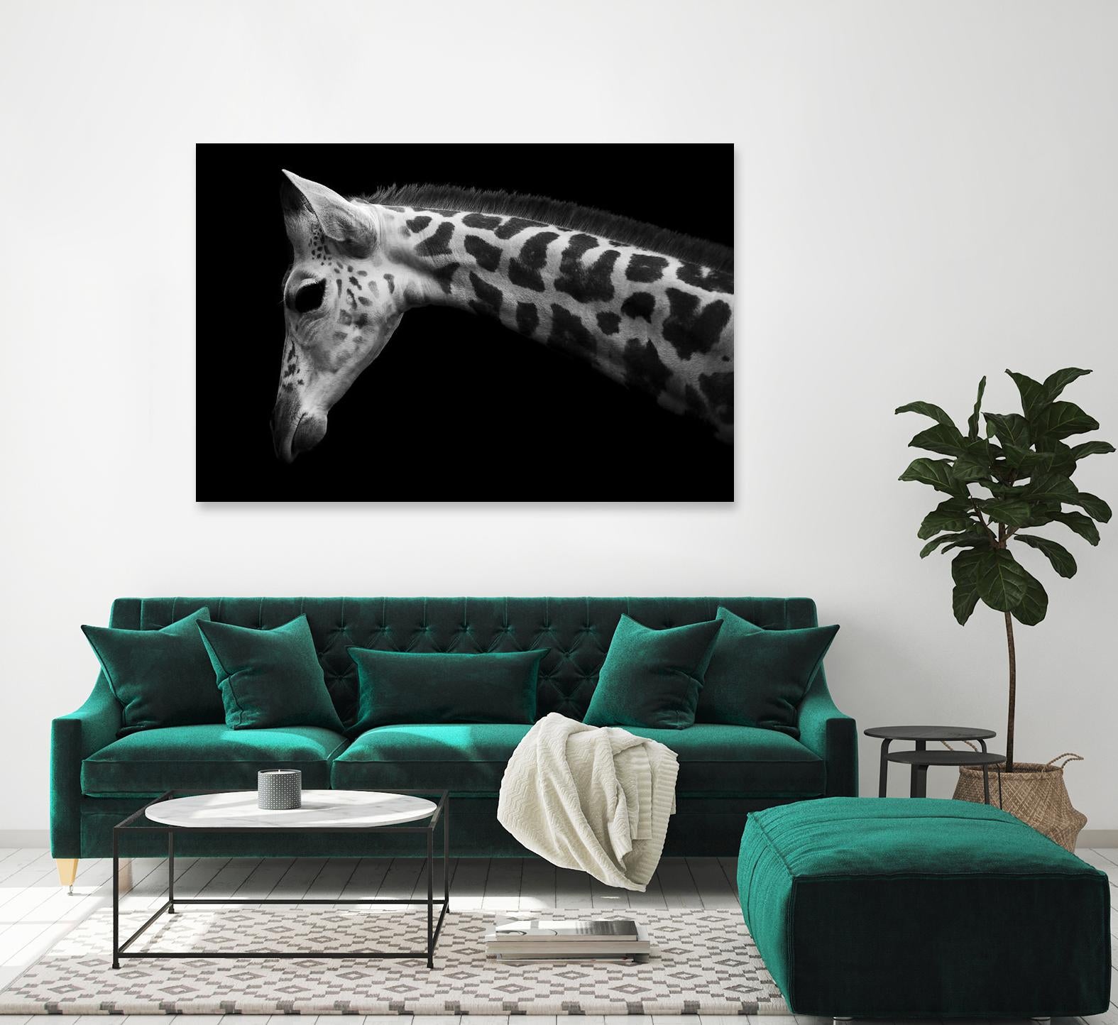 Williams - Calf by 1X on GIANT ART - white animals