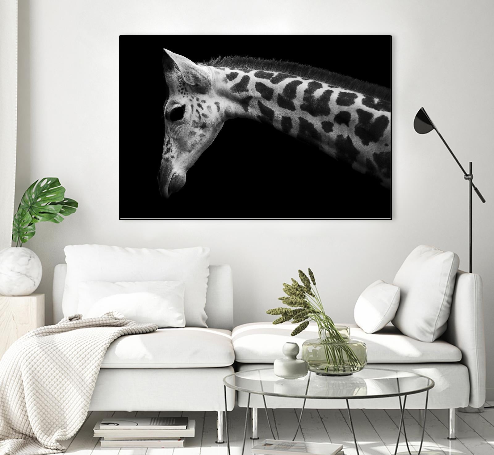 Williams - Calf by 1X on GIANT ART - white animals