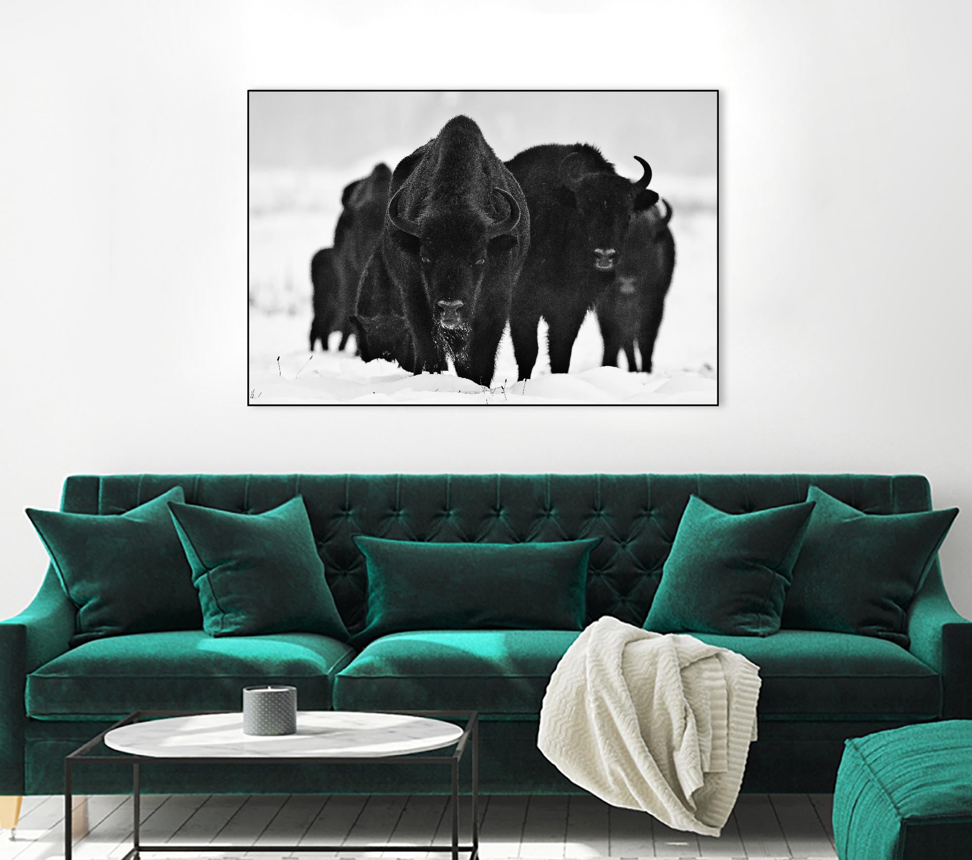 Europeans Bizons by Crepinsek 1X on GIANT ART - black animals