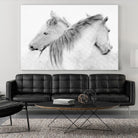 Stas - Horses by 1X on GIANT ART - white photo art