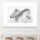 Stas - Horses by 1X on GIANT ART - white photo art