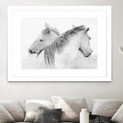 Stas - Horses by 1X on GIANT ART - white photo art