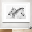 Stas - Horses by 1X on GIANT ART - white photo art