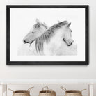 Stas - Horses by 1X on GIANT ART - white photo art