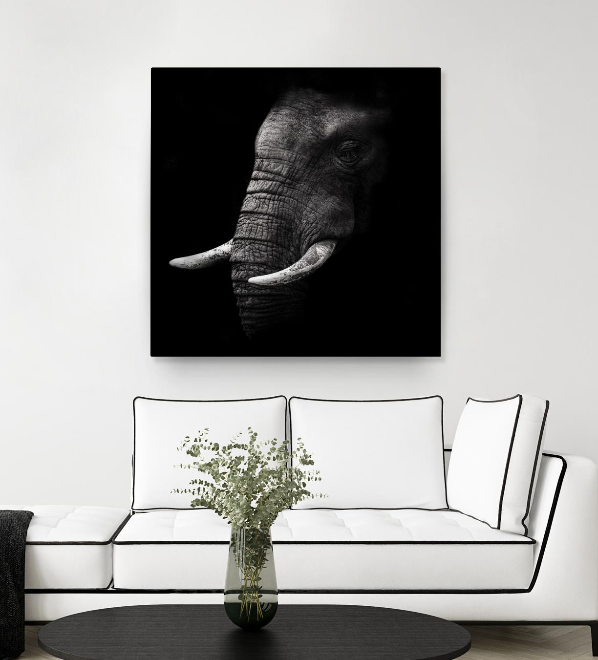 Portrait by WildPhotoArt on GIANT ART - white animal hear of elephant