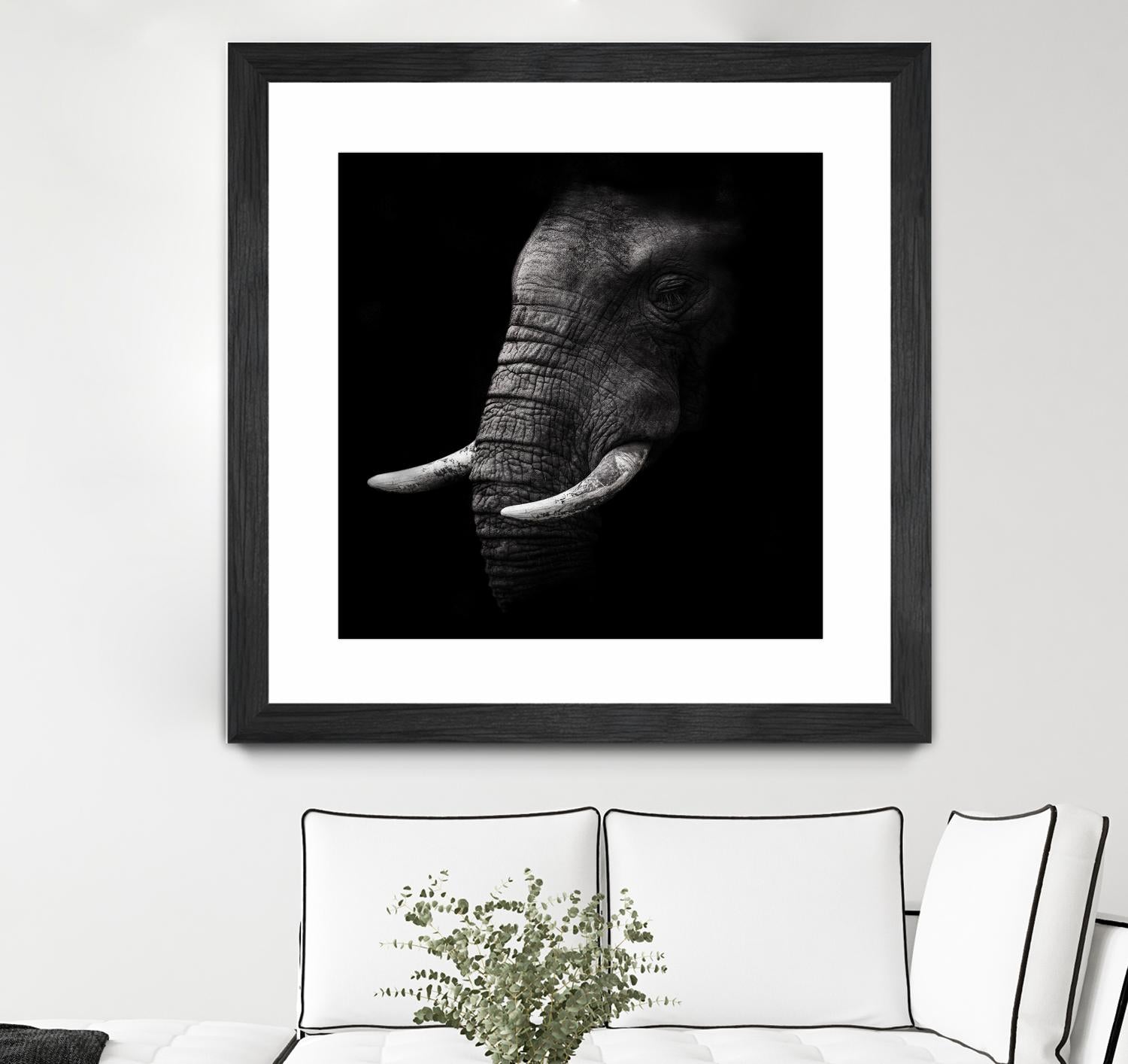 Portrait by WildPhotoArt on GIANT ART - white animal hear of elephant