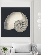 Shell I by YK Studio on GIANT ART - beige nautical