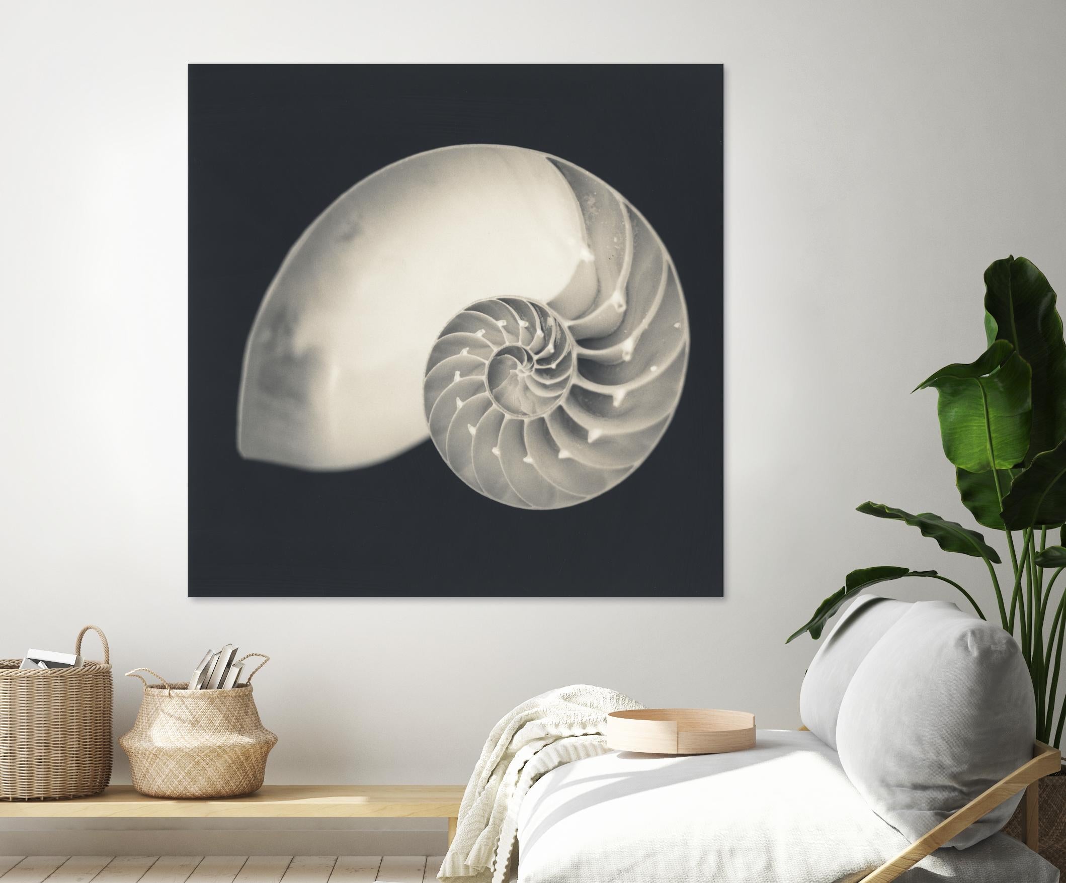 Shell I by YK Studio on GIANT ART - beige nautical