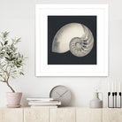 Shell I by YK Studio on GIANT ART - beige nautical