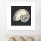 Shell I by YK Studio on GIANT ART - beige nautical