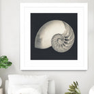 Shell I by YK Studio on GIANT ART - beige nautical