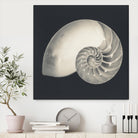 Shell I by YK Studio on GIANT ART - beige nautical